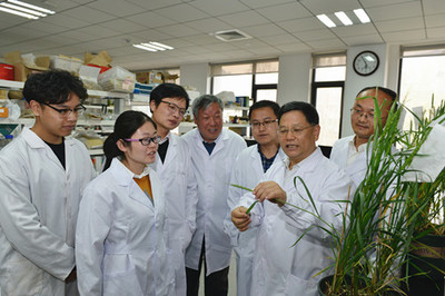 小麥抗赤霉病研究獲重大突破 山東農業大學科研團隊成果登頂《科學》